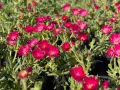 Делосперма/Delosperma cultivars sel® ‘LIDO MAGENTA’, снимка 4