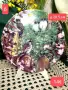 Чинии за стена Coalport England Градински посетители, снимка 13