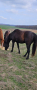 Мъжки кон, снимка 1 - Други животни - 44596845