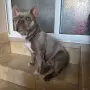 Френски булдог ., снимка 2