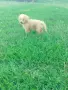 Малтипу/Maltipoo , снимка 6