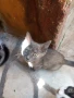 ПОДАРЯВАМ КОТЕНЦА, снимка 11