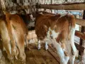 свободни телета за клане и гледане , снимка 4