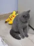 Чистокръвно Британско коте, снимка 3