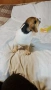 Джак ръсел териер, снимка 2