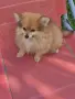 Малко момиченце!!!, снимка 2