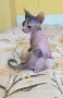 Don Sphynx чистокръвно момченце и момичета , снимка 1