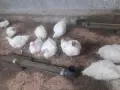 Кокошки                    ., снимка 4