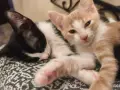 ПОДАРЯВАМЕ ЖЕНСКИ КОТЕНЦА, снимка 1