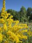 Солидаго, Solidago, снимка 1 - Градински цветя и растения - 41500194