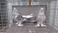 Мардини -Турски Чакмаклий , снимка 3