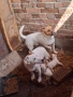 Продава се Джак Ръсел териер, снимка 2