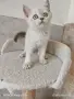 шотлански котета, снимка 2