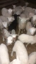 Продавам агнета, кочове и овце, снимка 1
