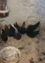 Продавам млади Шабо , снимка 1