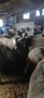 Продавам 26 бр. Овце, снимка 1