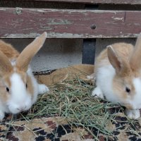 Холандски зайци, зайци Веселина и кръстоска, снимка 8 - Други - 30876894