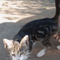 Малки котета , снимка 3 - Други - 41986649