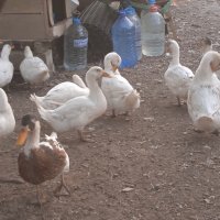 Млади пуйки, кокошки Брама и юрдечки и кученца кангал и алабай, снимка 16 - Кокошки и пуйки - 40604731