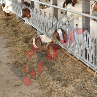 Хранителни решетки със заключващ механизъм за овце и кози, снимка 3 - За селскостопански - 34655140
