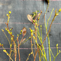 Американска боровинка в саксия 30-50см, снимка 3 - Градински цветя и растения - 40354384