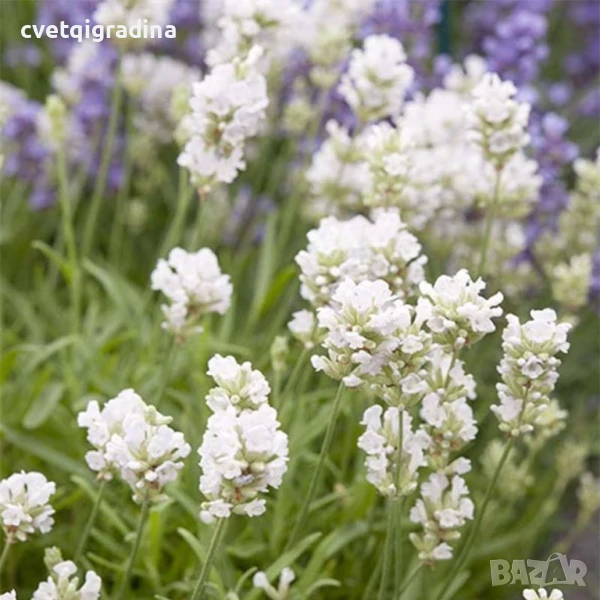 Lavandula angustifolia 'White Summer' (Лавандула 'Бяло лято'), снимка 1