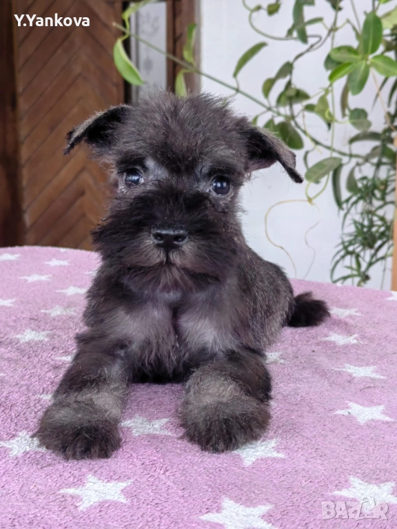 Ексклузивно кучило мини шнауцер Salt & Pepper, снимка 1