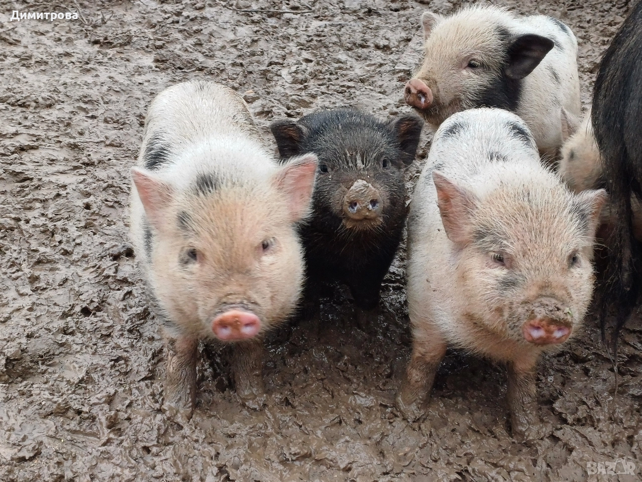 Виетнамски прасета, снимка 1
