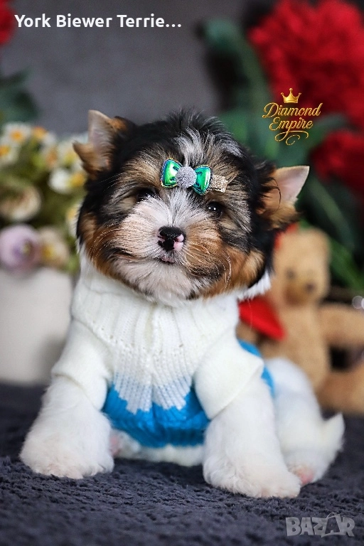 Йоркширски Териер! Момчета и момичета -най-добри приятели за семейство!, снимка 1