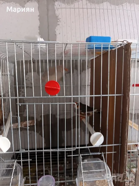 зеброви амадини свободни двойки , снимка 1