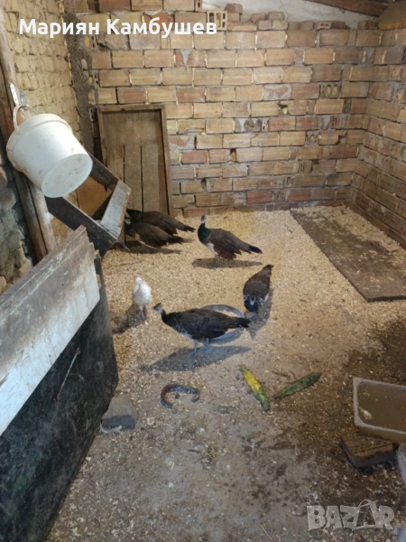 Паунчета, снимка 1