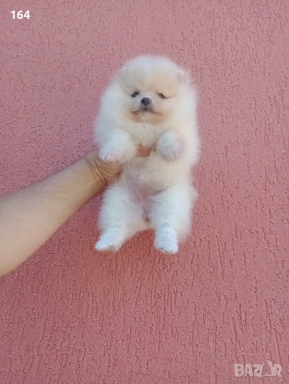 Женски мини Померан , снимка 1