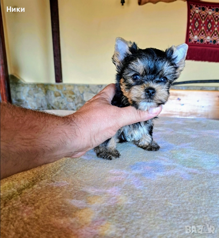 Мини йоркширски териерчета , снимка 1
