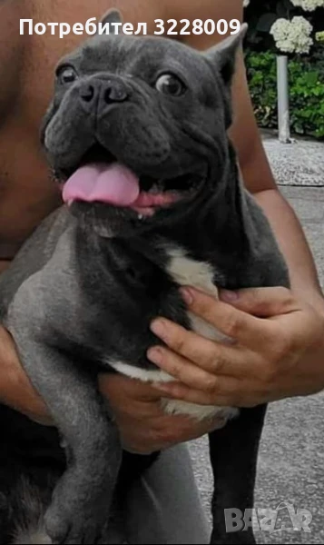 Френски булдог , снимка 1