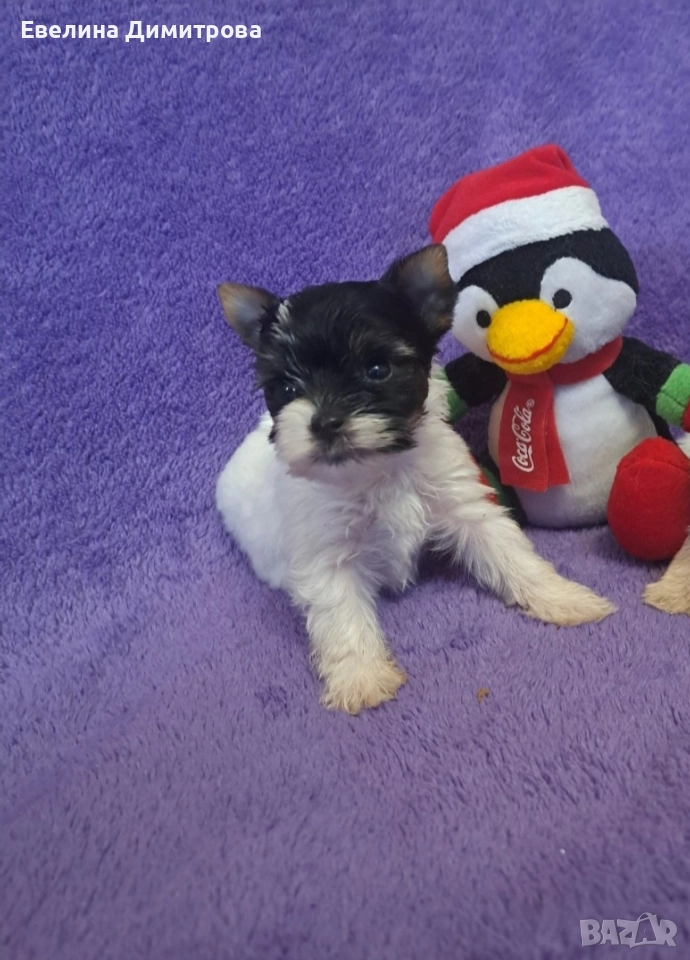 Йоркширски териер бивер момче, снимка 1