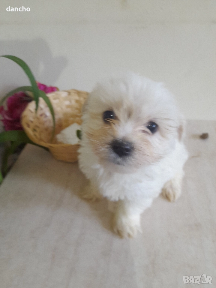 Продавам болонка , снимка 1