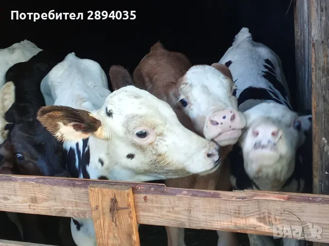 бозайници 6 бройки , снимка 5 - Крави - 55800680