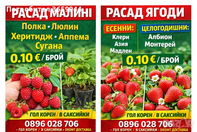 🍓 Качествен разсад ягоди и малини – засади днес, береш утре! 🌱, снимка 10 - Разсади - 53585752