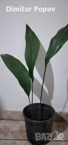 Семейно  щастие