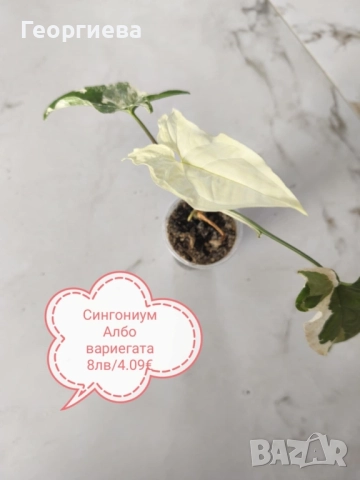 филодендрон, маранта, аглаонема, снимка 8 - Стайни растения - 50859161