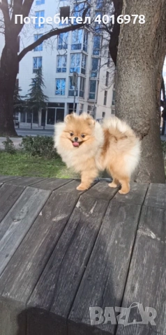 Померан Момиче с Родословие FCI