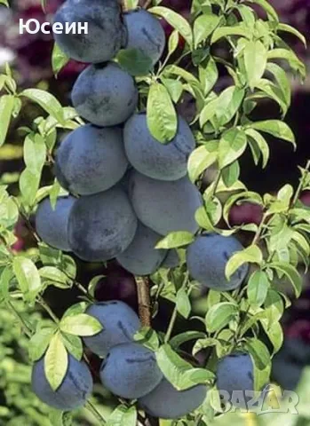 Овощни дръвчета , снимка 6 - Градински цветя и растения - 47826481