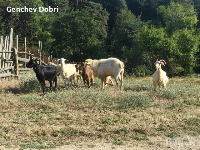 Продавам 5 дойни кози и 1 пръч