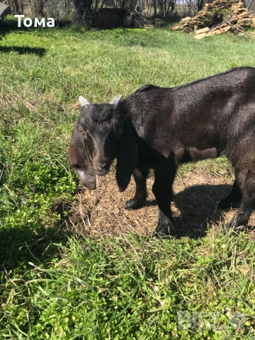 Продавам англонубийско мъжко яре, снимка 2 - Кози - 53829438