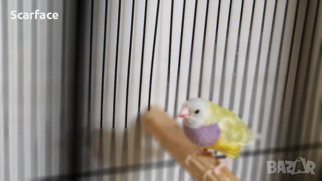 Гулдови амадини!!!, снимка 6 - Амадини - 52237927