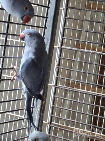 Продавам малки Александри, снимка 5 - Папагали - 53274482