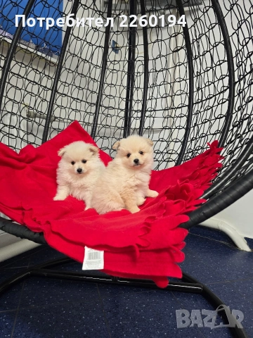 Померанче , снимка 4 - Померан - 53259288