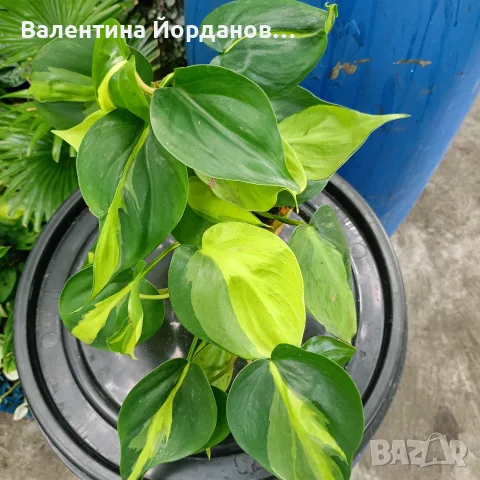 разкошни стайни растения , снимка 14 - Стайни растения - 56140195