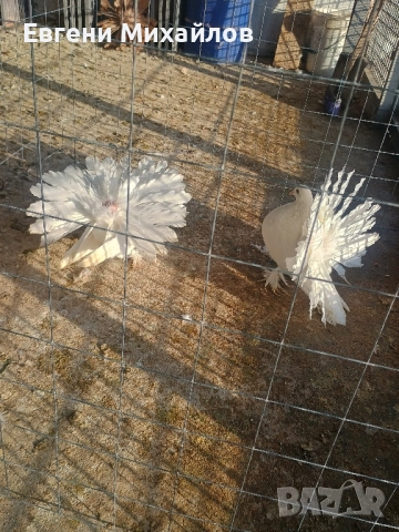 Фенерлии, снимка 9 - Гълъби - 52358162