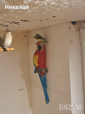 Мозамбикски Канарчетата!, снимка 2 - Амадини - 52827113